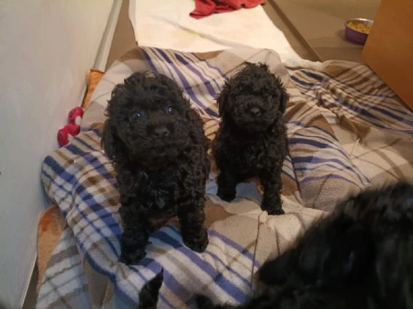 cuccioli di barboncino  | Foto 3