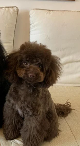 cuccioli di barboncino  | Foto 1