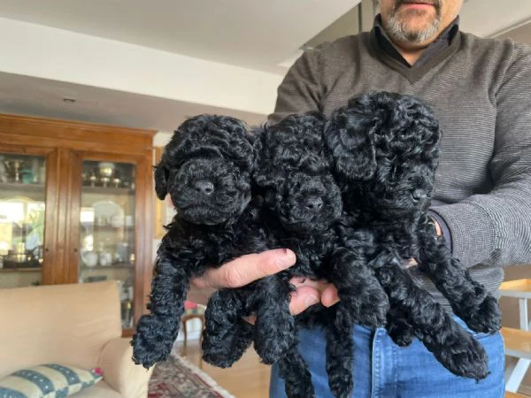 cuccioli di barboncino  | Foto 0