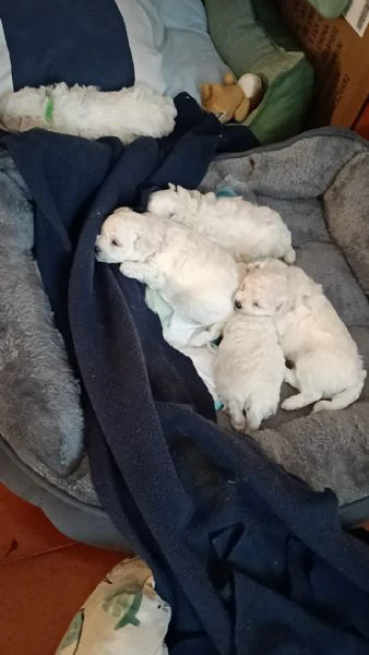 cuccioli di maltese