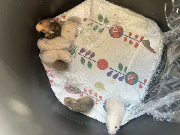 cuccioli di criceto dorato 