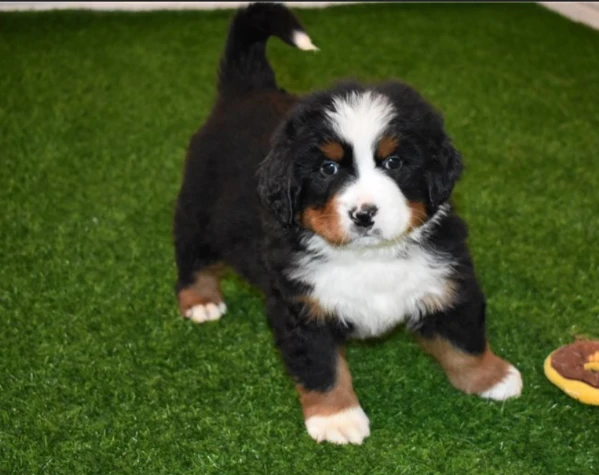splendidi cuccioli bovaro del bernese