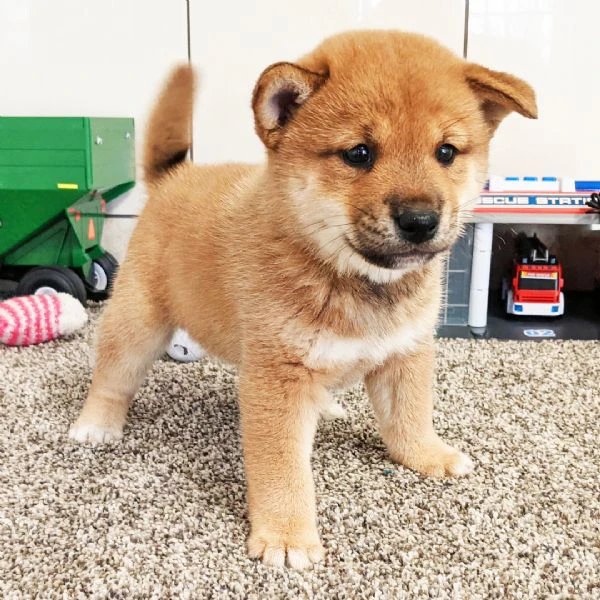bellissimi cuccioli di shiba inu | Foto 0