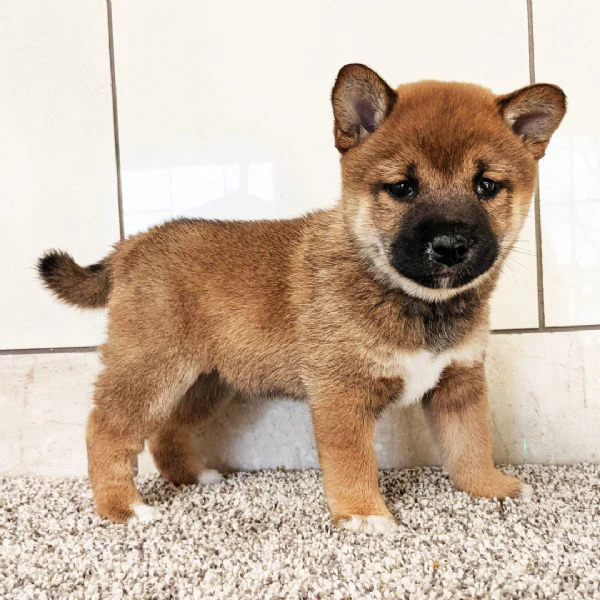 bellissimi cuccioli di shiba inu