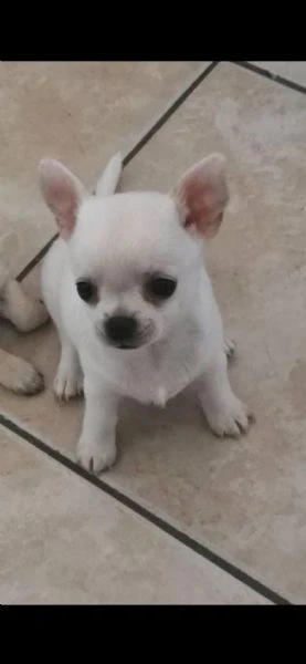 chihuahua con pedigree disponibile per monta