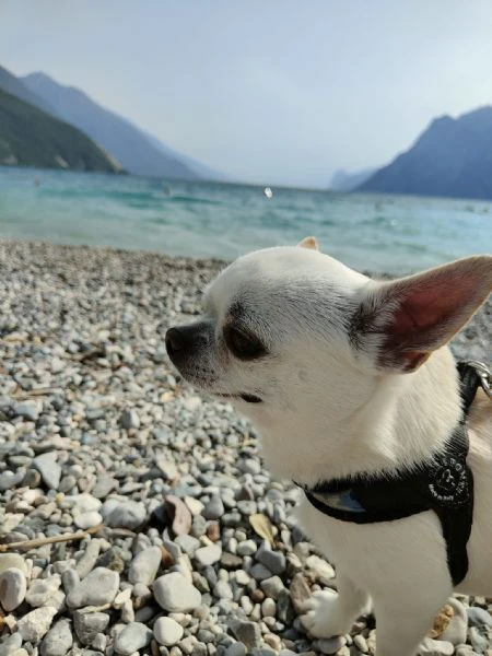 chihuahua con pedigree disponibile per monta | Foto 3