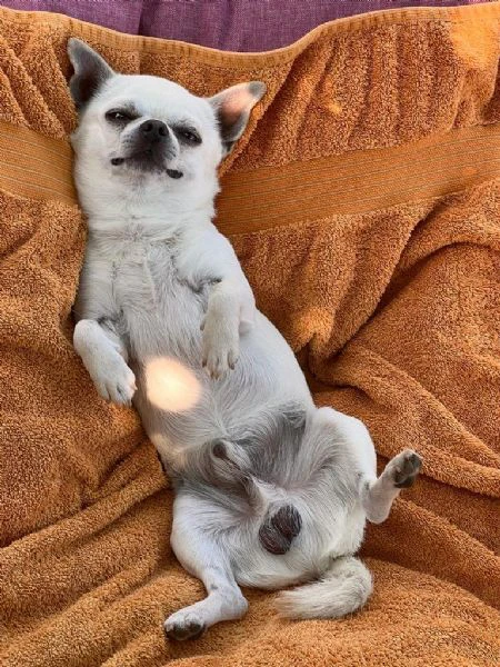 chihuahua con pedigree disponibile per monta | Foto 2