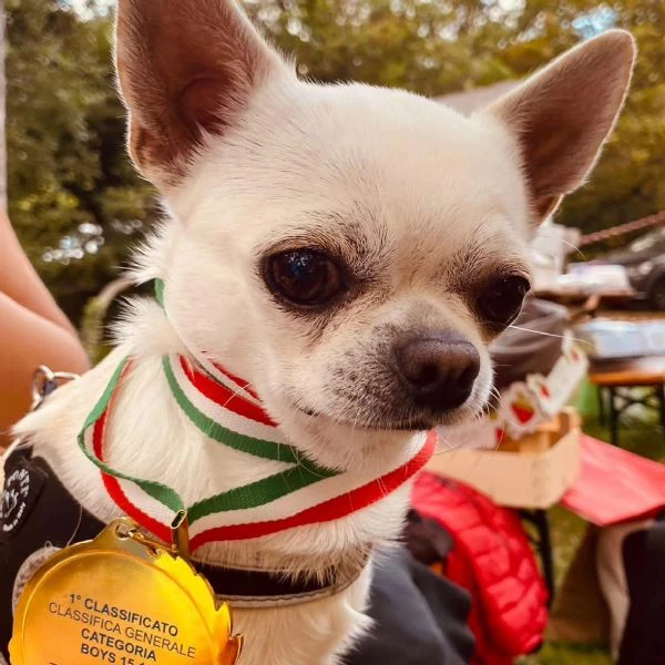 chihuahua con pedigree disponibile per monta | Foto 1