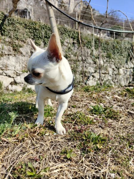 chihuahua con pedigree disponibile per monta | Foto 0