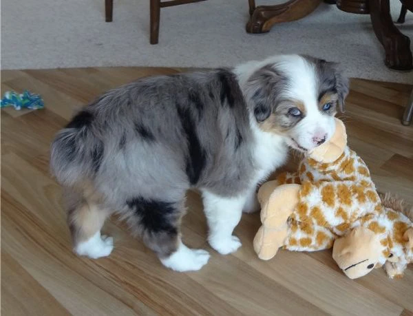 bellissimi cuccioli di pastore australiano 
