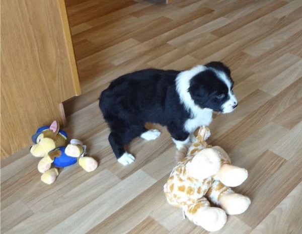 bellissimi cuccioli di pastore australiano  | Foto 0