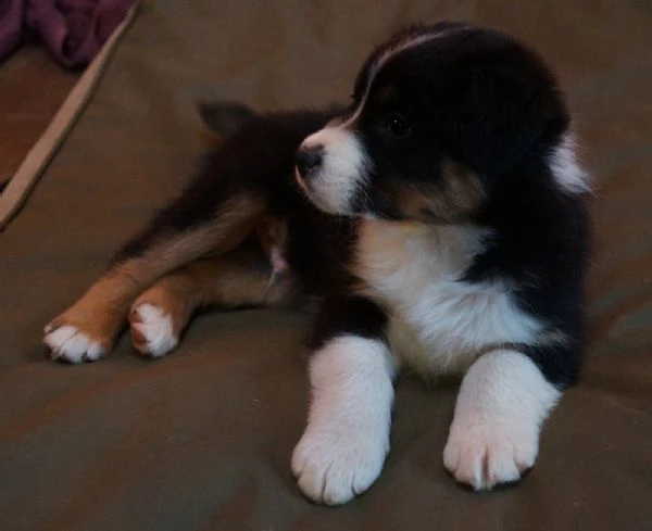 bellissimi cuccioli di pastore australiano