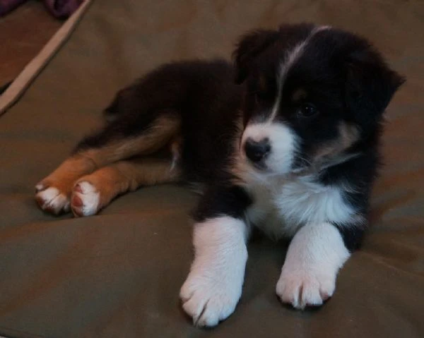 bellissimi cuccioli di pastore australiano | Foto 1