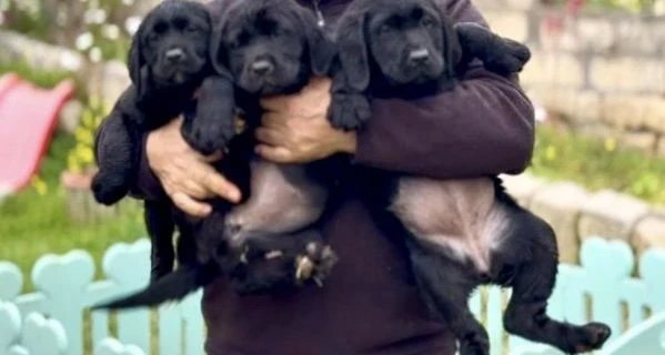 cuccioli di labrador retriever  | Foto 4