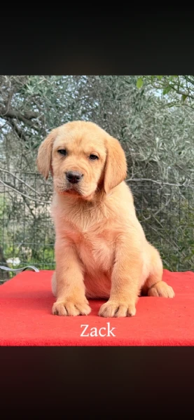 cuccioli di labrador retriever  | Foto 3