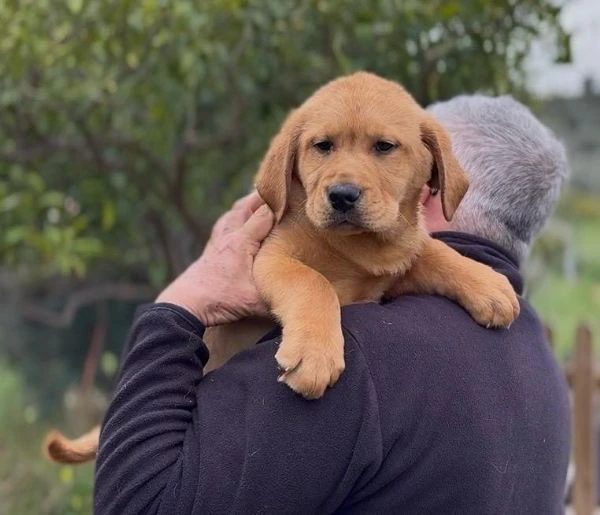 cuccioli di labrador retriever  | Foto 2