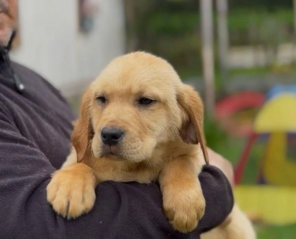 cuccioli di labrador retriever  | Foto 1