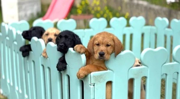 cuccioli di labrador retriever 