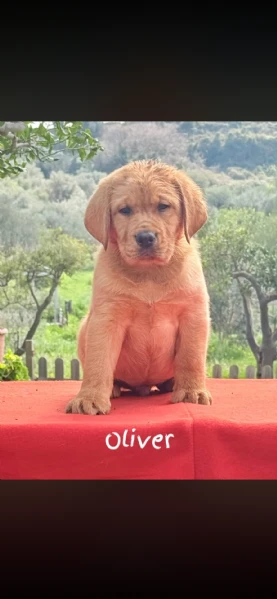 cuccioli di labrador retriever  | Foto 0