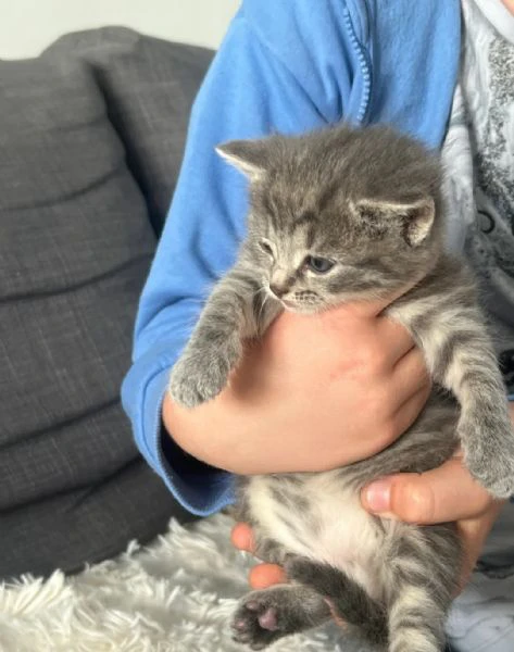 entrambi i genitori sono gatti british shorthair di razza, 