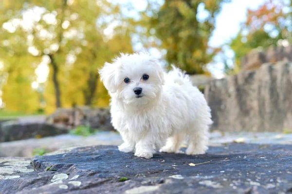 disponibili adorabili cuccioli di maltese