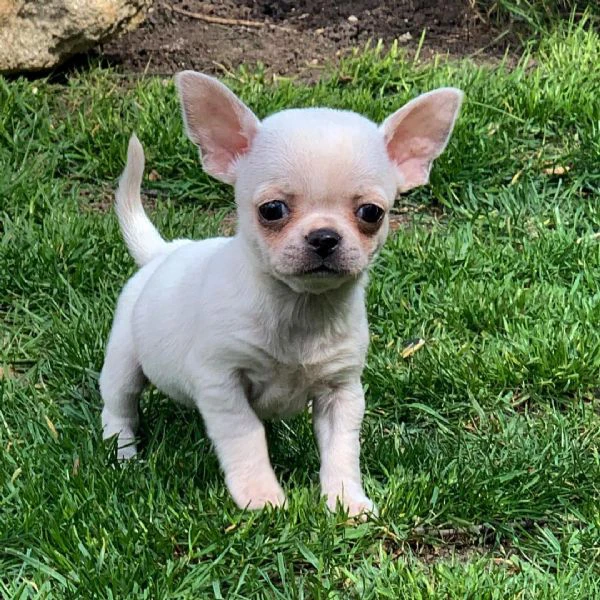 disponibili tenerissimi cuccioli di chihuahua | Foto 0