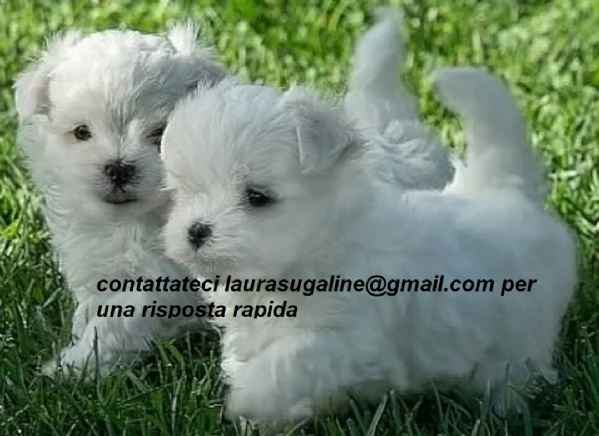 per l'adozione cuccioli di razza pura maltese. | Foto 3