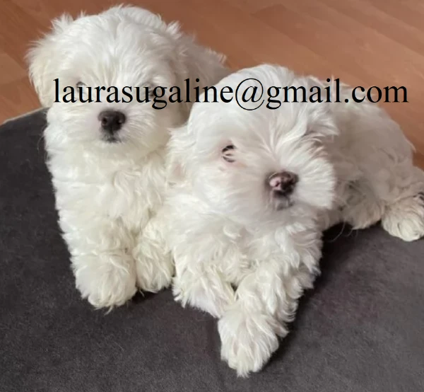 per l'adozione cuccioli di razza pura maltese.. | Foto 3