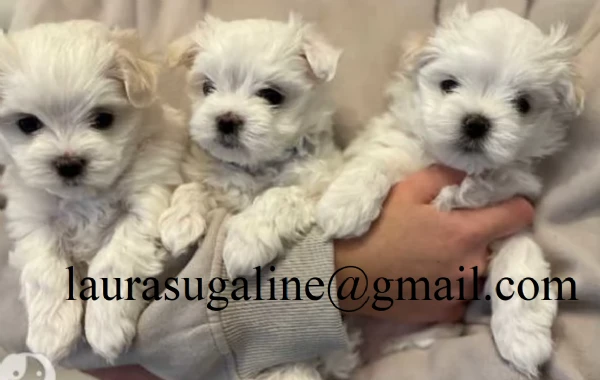 per l'adozione cuccioli di razza pura maltese.. | Foto 2