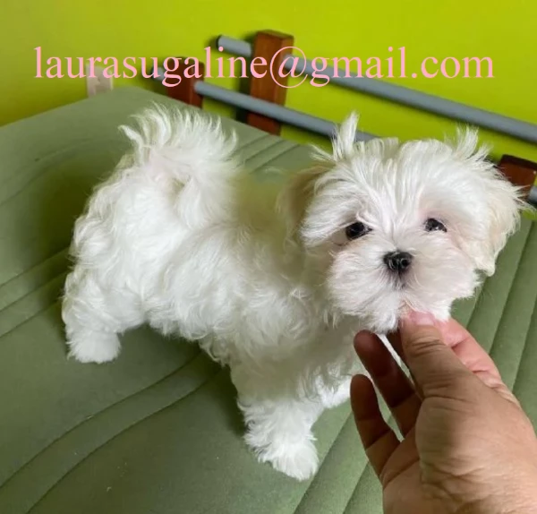 per l'adozione cuccioli di razza pura maltese.. | Foto 1