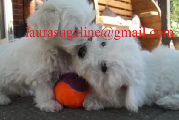 per l'adozione cuccioli di razza pura maltese..