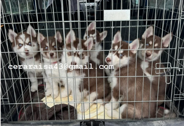 stupendi cuccioli di siberian husky disponibili per adozione | Foto 0