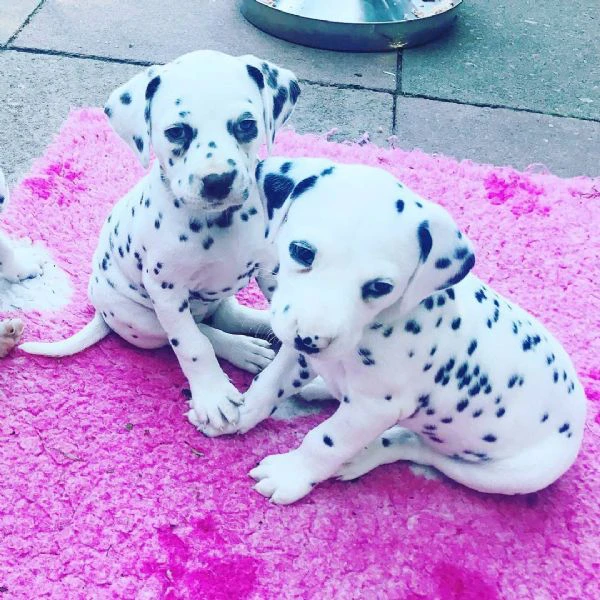 adorabile cucciolo di dalmanta
