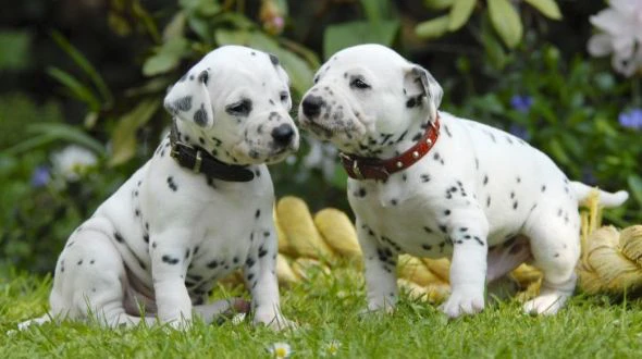 adorabile cucciolo di dalmanta | Foto 0