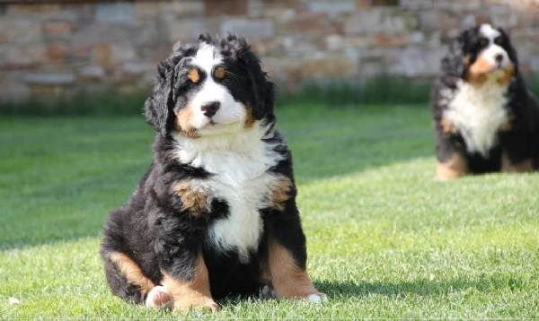 cuccioli bovaro del bernese con pedigree