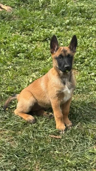 pastore belga malinois femmina | Foto 6