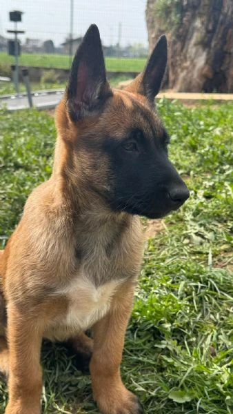 pastore belga malinois femmina