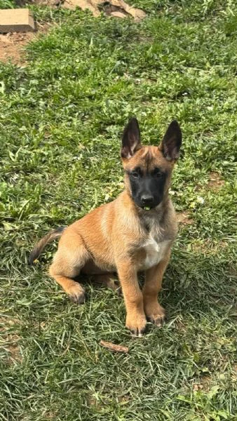 pastore belga malinois femmina | Foto 4