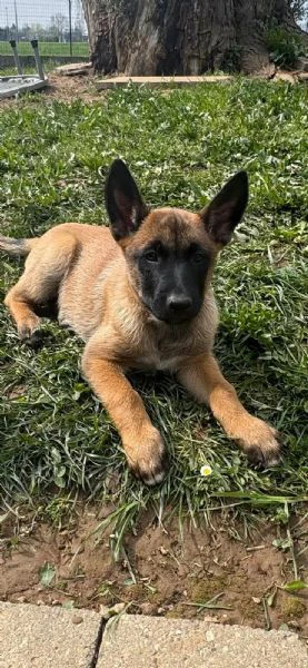 pastore belga malinois femmina | Foto 3