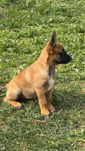 pastore belga malinois femmina | Foto 2