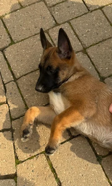 pastore belga malinois femmina | Foto 1