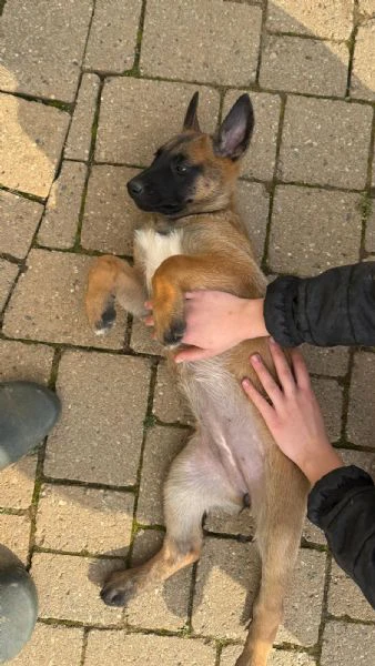 pastore belga malinois femmina | Foto 0