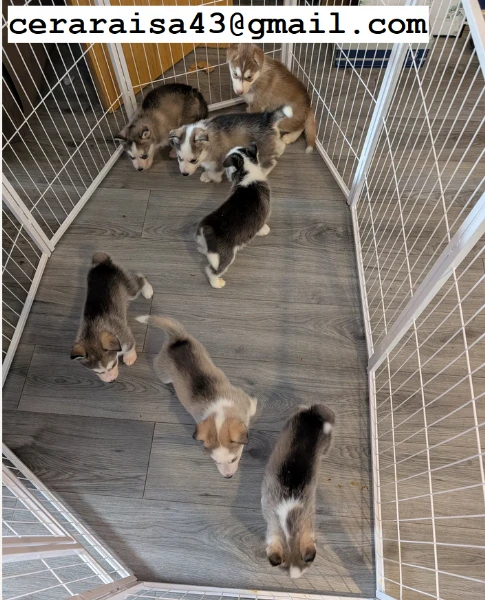 stupendi cuccioli di siberian husky disponibili per adozione | Foto 1