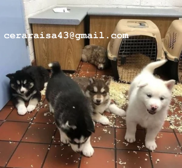 stupendi cuccioli di siberian husky disponibili per adozione