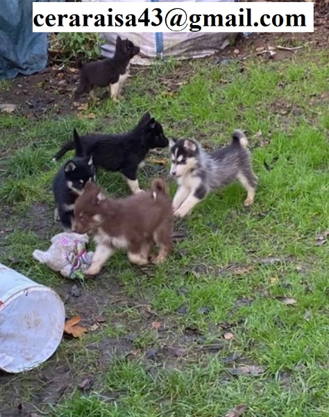 stupendi cuccioli di siberian husky disponibili per adozione