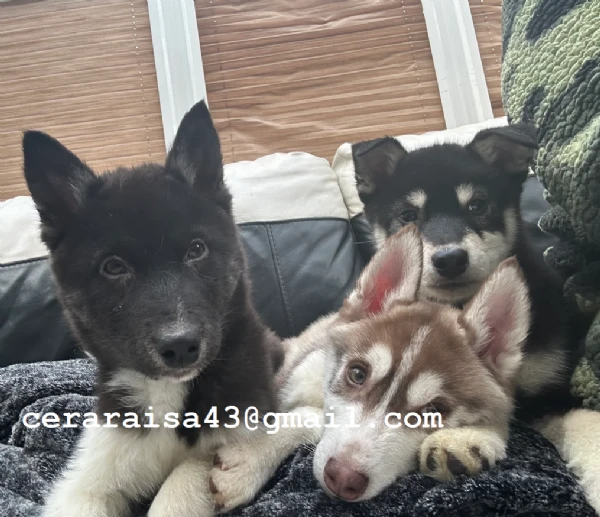 stupendi cuccioli di siberian husky disponibili per adozione | Foto 0