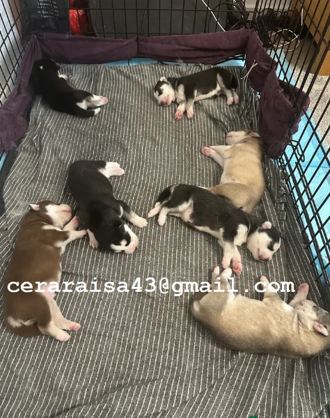 stupendi cuccioli di siberian husky disponibili per adozione | Foto 1