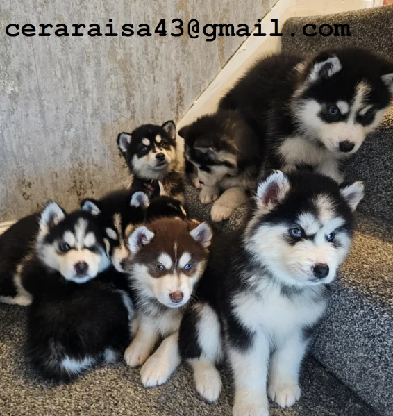 stupendi cuccioli di siberian husky disponibili per adozione