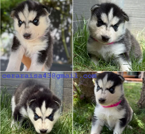 stupendi cuccioli di siberian husky disponibili per adozione | Foto 2