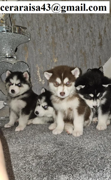 stupendi cuccioli di siberian husky disponibili per adozione | Foto 0